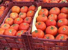 گوجه صادراتی