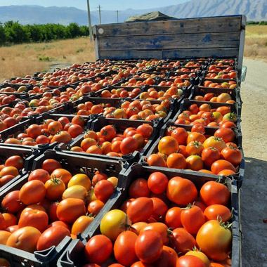 گوجه زمینی صادراتی