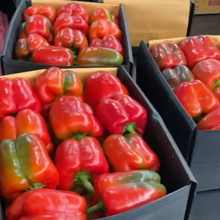 Sweet pepper exported from Iran