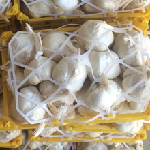 Iran's export of garlic