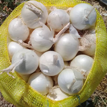 Iranian export onion
