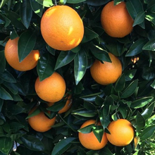 Iran's export oranges