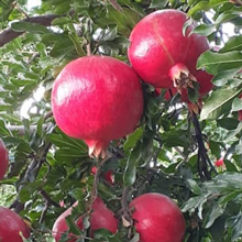 Iranian export pomegranate