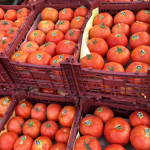 Iranian export tomatoes
