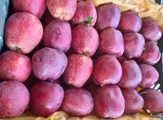 Iranian export apples