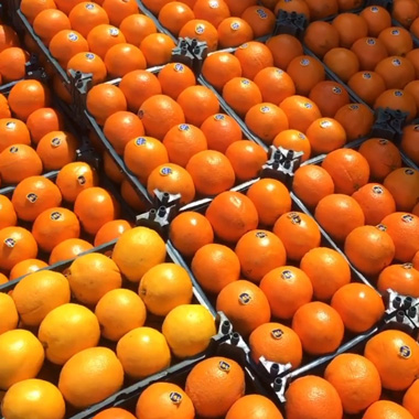 Iran's export oranges