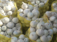 Iranian export onion