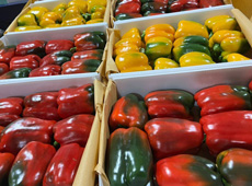 Sweet pepper exported from Iran