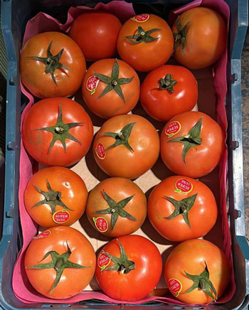 Quality tomatoes for export from Iran