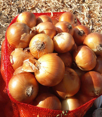 Iran luxury yellow onions for export