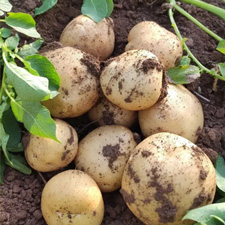 export potato