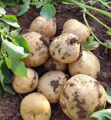 Iran's export potatoes