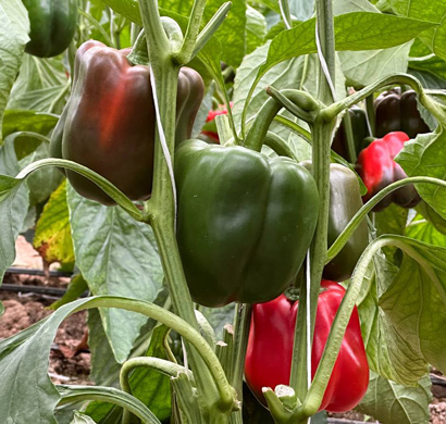 export bell pepper in greenhouse
