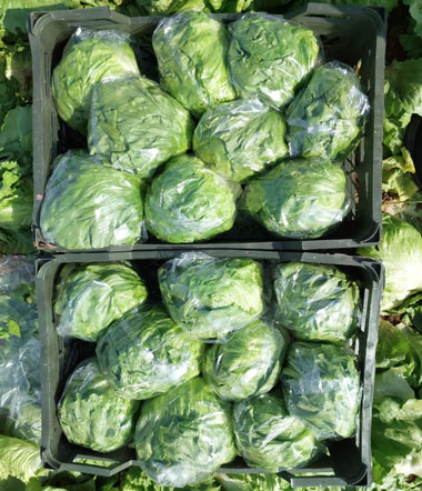 export lettuce